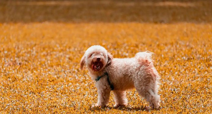 Crimes contra cães e gatos podem acarretar multa mínima de R$ 10 mil; Debates na Câmara