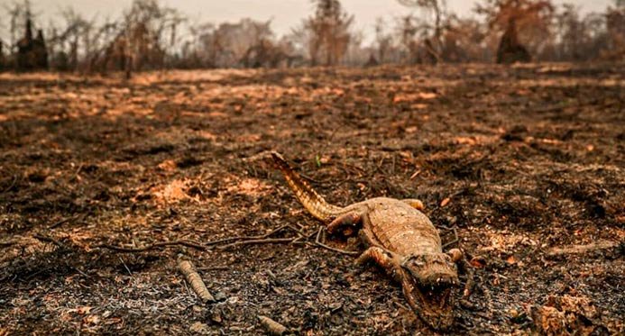 Brasil pode perder o Pantanal até o final do século se a tendência não for revertida, diz Marina Silva