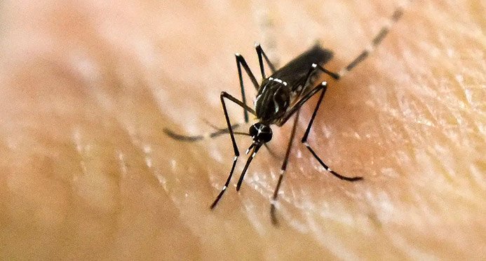 O Brasil termina em janeiro com mais de 180 mil casos de dengue e 38 mortes