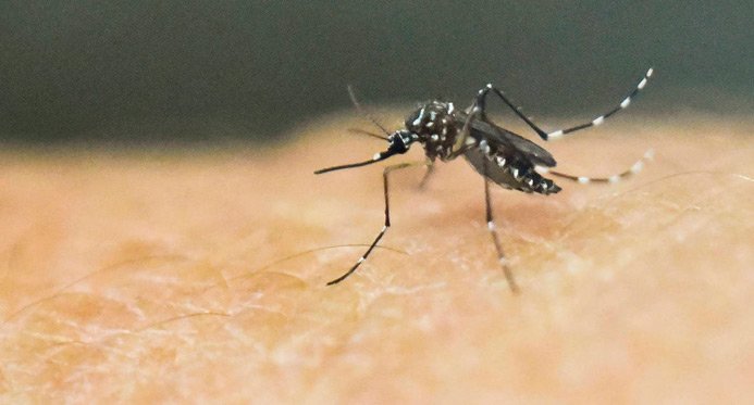 SESA confirma de acordo com um caso de dengue tipo 3 em Espírito Santo