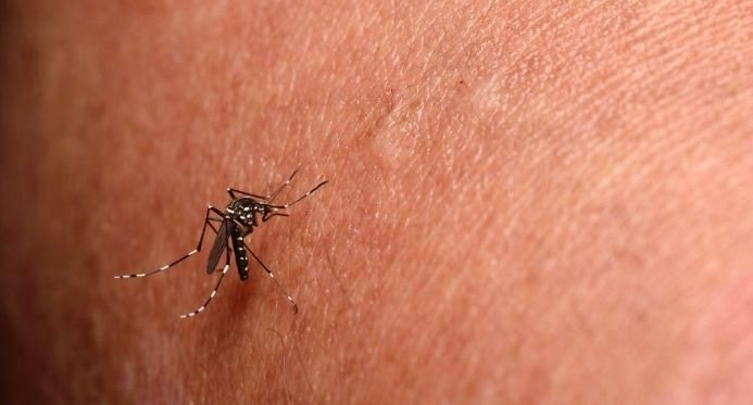 Chikungunya: Jaguaré declara um estado de emergência em saúde pública