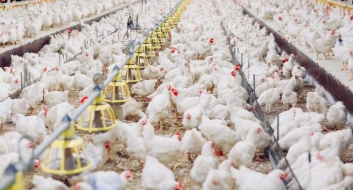 ES mantém emergência zoosanitária pela influenza aviária por mais 180 dias