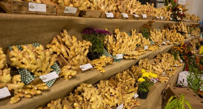 Expo Gengibre celebra produção da agricultura familiar com shows e gastronomia
