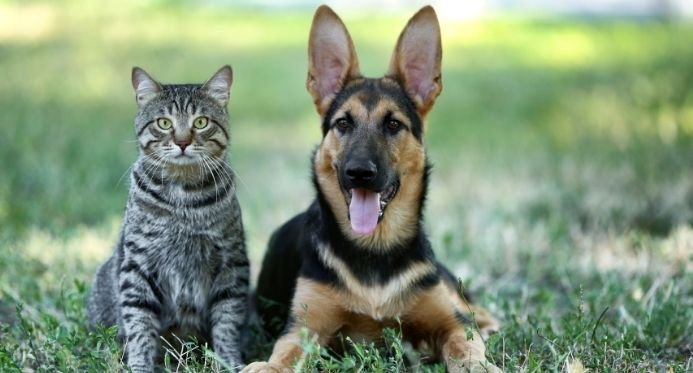 A nova lei proíbe tatuagens e piercings em cães e gatos em todo o Brasil