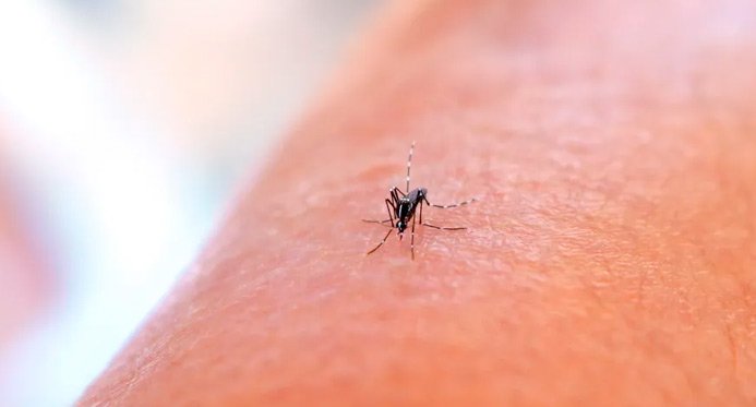 Prevenção em ES: Fighting Aedes Aegypti é intensificado antes da chegada do verão