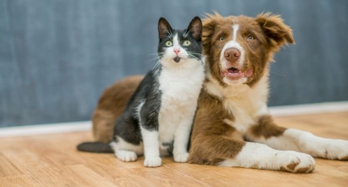 Vacina do rio Bananal para cães e gatos livres contra a raiva; Aprenda a participar