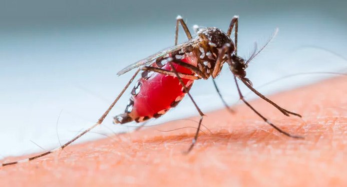 Aedes aegypti infecções aumentam o risco de complicações na entrega