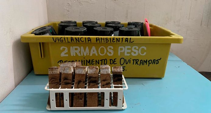 Sesa amplia vigilância do Aedes aegypti com ovitrampas e chega a 34 municípios