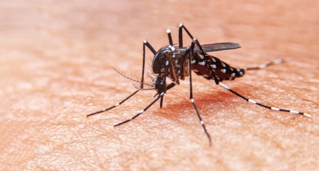 Casos de dengue caem 78% no Espírito Santo, mas Ministério da Saúde segue alerta