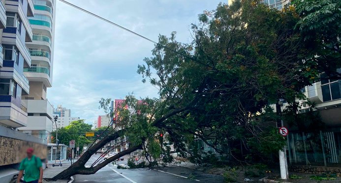 Lula sanciona lei que permite poda de árvores quando órgão público não atua