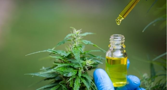 Anvisa libera manipulação e amplia acesso à cannabis medicinal em farmácias
