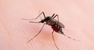 ES amplia tecnologias contra dengue no primeiro ano do Centro de Arboviroses