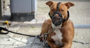 Projeto de lei quer proibir criação e circulação de pit bulls no Espírito Santo
