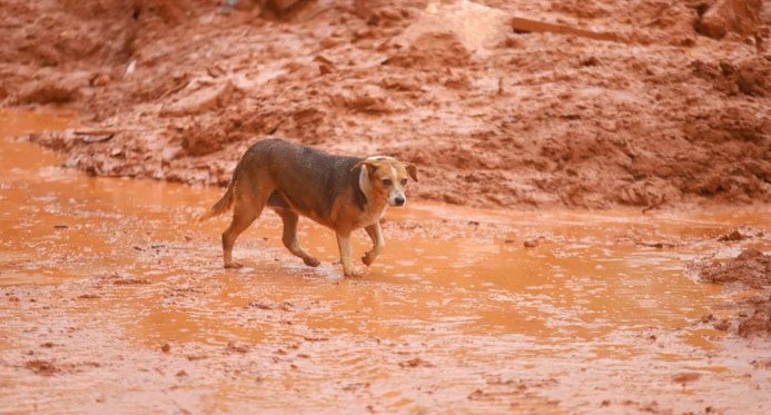 Senado aprova política para proteger animais resgatados em desastres