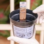 Armadilhas inteligentes têm ajudado a monitorar mosquitos Aedes aegypti