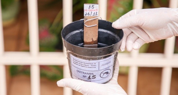 Armadilhas inteligentes têm ajudado a monitorar mosquitos Aedes aegypti