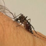 Com 13 milhões de casos nas Américas, a OMS associa a propagação da dengue às mudanças climáticas