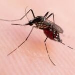 Dengue cai 75% no Brasil e país registra menor número de casos de malária em 50 anos