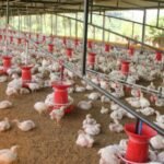Gripe aviária: Espírito Santo prorroga estado de emergência sanitária animal por mais seis meses