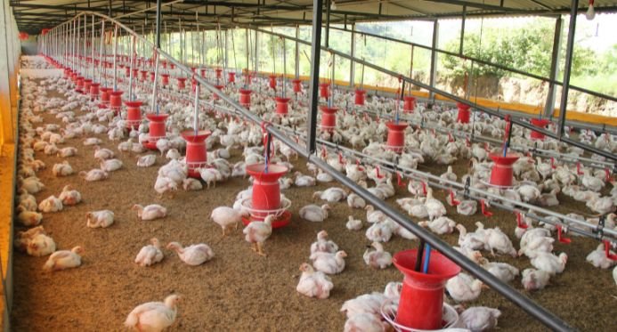 Gripe aviária: Espírito Santo prorroga estado de emergência sanitária animal por mais seis meses