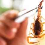 Acidentes com escorpiões no ES: riscos persistem o ano todo