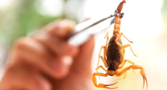 Acidentes com escorpiões no ES: riscos persistem o ano todo