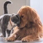 ES inicia vacinação antirrábica de cães e gatos; campanha terá Dia D em outubro – Em Dia ES