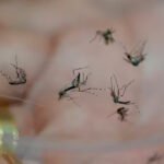 El Niño ameaça desencadear casos de dengue e chikungunya no Brasil – Em Dia ES