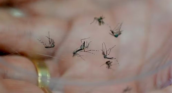 El Niño ameaça desencadear casos de dengue e chikungunya no Brasil – Em Dia ES