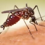 Super El Niño traz risco de calor extremo, seca e aumento de casos de dengue ao Espírito Santo – Em Dia ES
