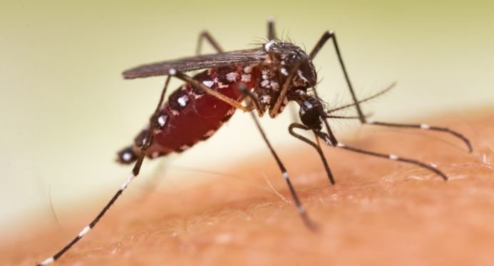 Super El Niño traz risco de calor extremo, seca e aumento de casos de dengue ao Espírito Santo – Em Dia ES