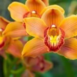 Tradicional Exposição de Orquídeas de Linhares acontece neste final de semana – Em Dia ES