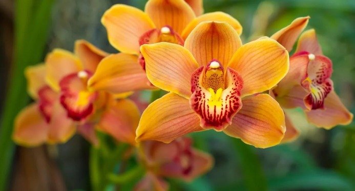 Tradicional Exposição de Orquídeas de Linhares acontece neste final de semana – Em Dia ES