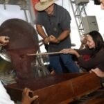 O tradicional Tombo do Doce da Banana será destaque na 8ª edição do Comunità Fest – Em Dia ES