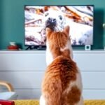 Gato olhando para a televisão que exibe um documentário sobre animais