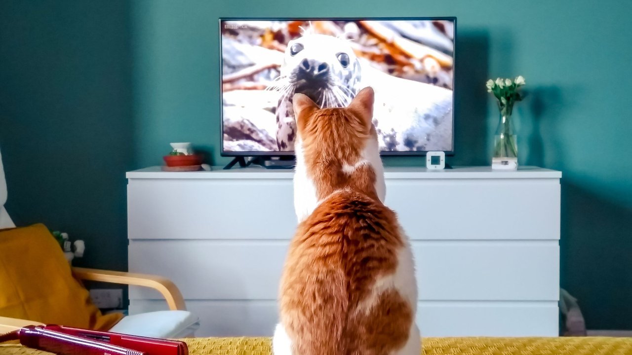 Gato olhando para a televisão que exibe um documentário sobre animais