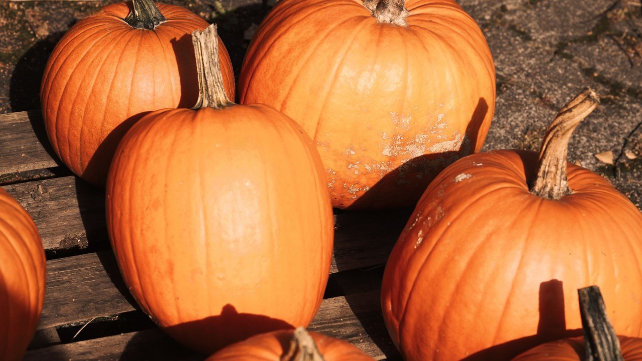 Abóboras de Halloween sobre um banco de madeira