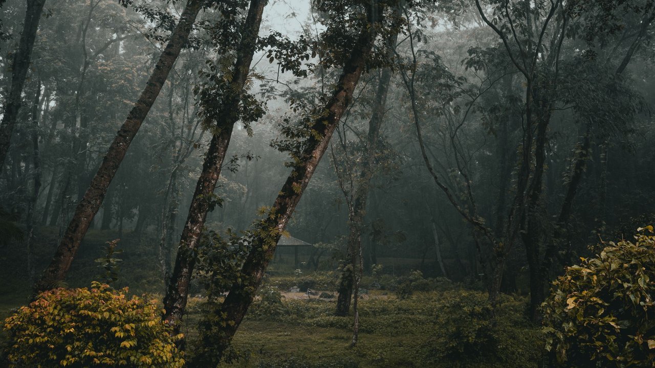 Floresta escura envolta em neblina