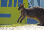 Canguru invade pista e causa bandeira vermelha na MotoGP na Austrália; veja