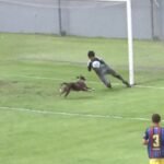 Cachorro invade campo e quase faz gol pelo Vasco em jogo da base; veja lance