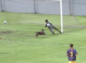 Cachorro invade campo e quase faz gol pelo Vasco em jogo da base; veja lance